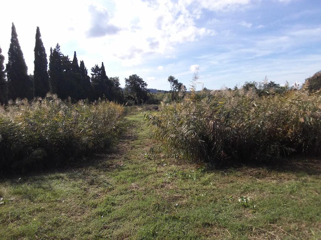 Fitodepurazione cantina vitivinicola Ca' Marcanda, Bolgheri